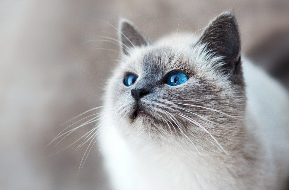 Le-chat-anti-dépression